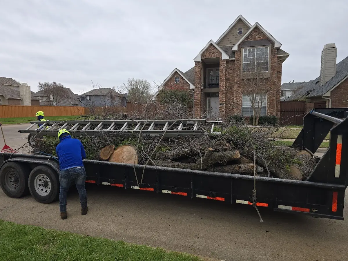 Expert Tree Removal with proper safety equipment in Lakewood